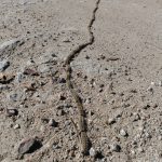 Lee más sobre el artículo Thaumetopoea pityocampa, la procesionaria