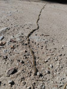 Lee más sobre el artículo Thaumetopoea pityocampa, la procesionaria