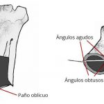 Lee más sobre el artículo ¿Humanos en América hace 130.000 años? [2/2]