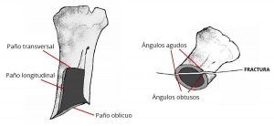 Lee más sobre el artículo ¿Humanos en América hace 130.000 años? [2/2]