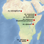 Lee más sobre el artículo El arbusto evolutivo (III). Los homininos arcaicos