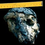 Lee más sobre el artículo Surgen dudas en relación a Sahelanthropus tchadensis (y II)