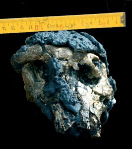 Lee más sobre el artículo Surgen dudas en relación a Sahelanthropus tchadensis (y II)