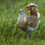 Lee más sobre el artículo Animales que se automedican