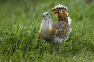 Lee más sobre el artículo Animales que se automedican