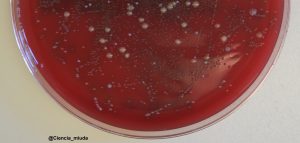 Lee más sobre el artículo Monólogos para atraerlos a todos y atarlos a la ciencia (I)