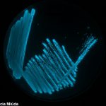 Lee más sobre el artículo Las bacterias molan (mucho)
