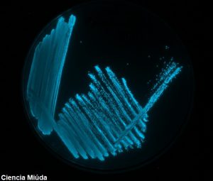 Lee más sobre el artículo Las bacterias molan (mucho)